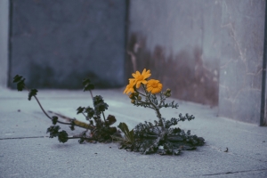 Buxačuğoxun nəfəs haq'alt'oğoy bel eğalorox bito içoğoy xeyireynak'e eysa